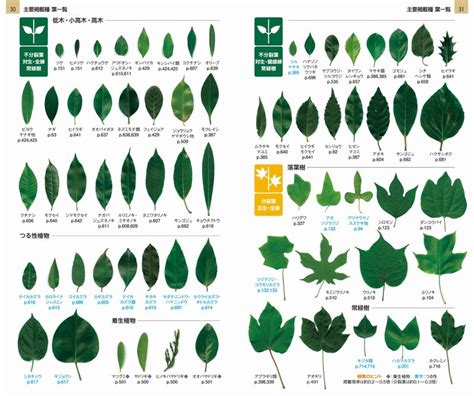 庭院樹種|「庭木・花木」植物一覧（条件から探す）｜図鑑検索｜みんなの 